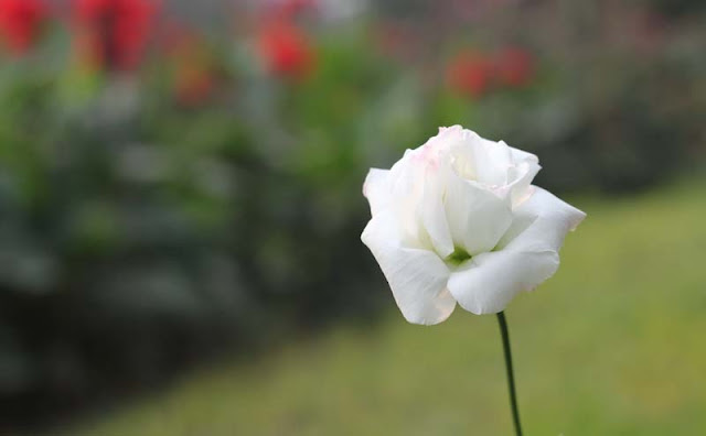 Lisianthus Flowers Pictures