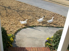 Ducks III (30)