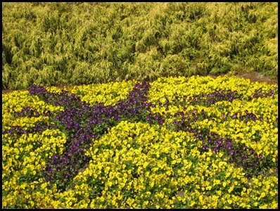 pansies