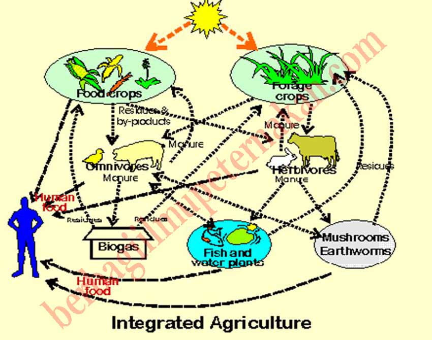 MAKALAH SISTEM PERTANIAN TERINTEGRASI - Berbagi Ilmu 