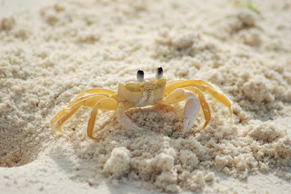How to catch mud crab on the beach
