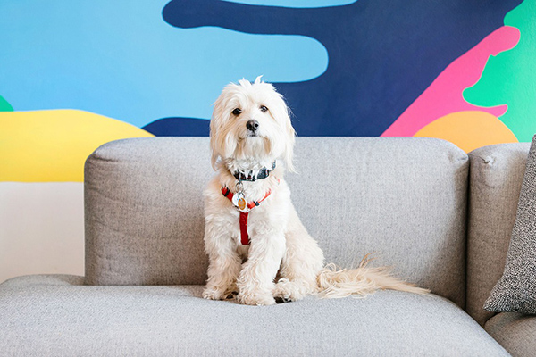 tendencia-Pet-Friendly-wework