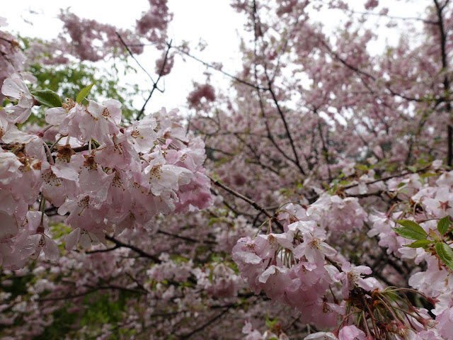 鳥取県西伯郡伯耆町小林　マウンテンストリームきしもと　オオヤマザクラ（大山桜）