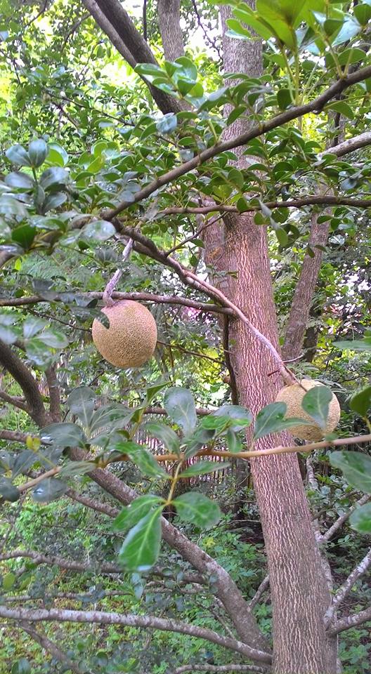 buah kawista di pohon
