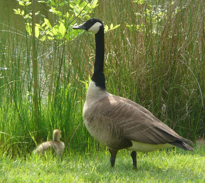 goose (gander?) and gosling