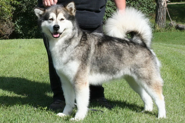 alaskan malamute