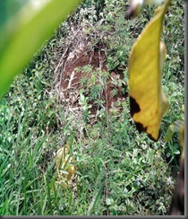 Penyakit Karat Daun