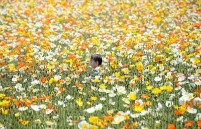 JAPAN-HOLIDAY-FLOWERS