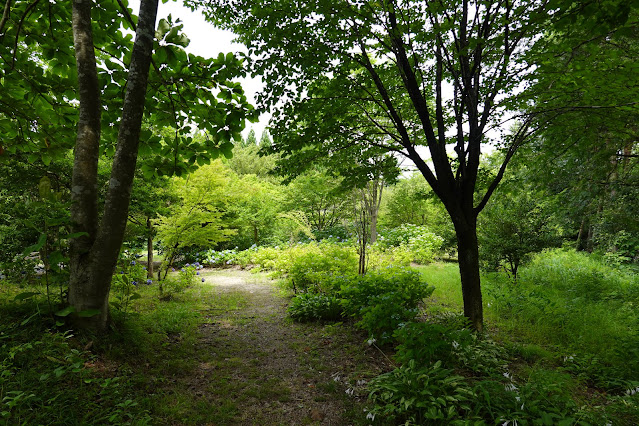 鳥取県西伯郡南部町鶴田　とっとり花回廊　アジサイ園