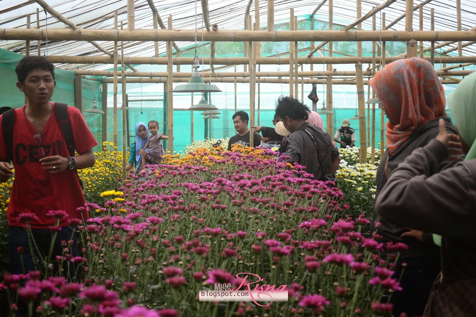 Cantiknya Ribuan Bunga  Krisan  di Kebun Bunga  Gerbosari 