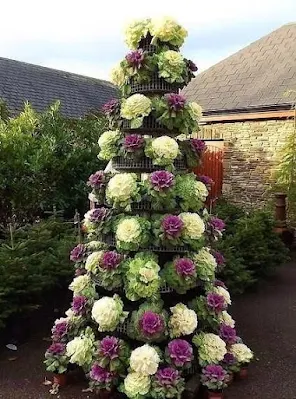 A Couve Ornamental ou de Jardim pode ser cultivada em vasos e jardineiras ou em áreas externas formando belas bordaduras ou conjuntos com outras plantas.