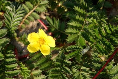 Zilverschoon - Sulverblêd - Potentilla anserina