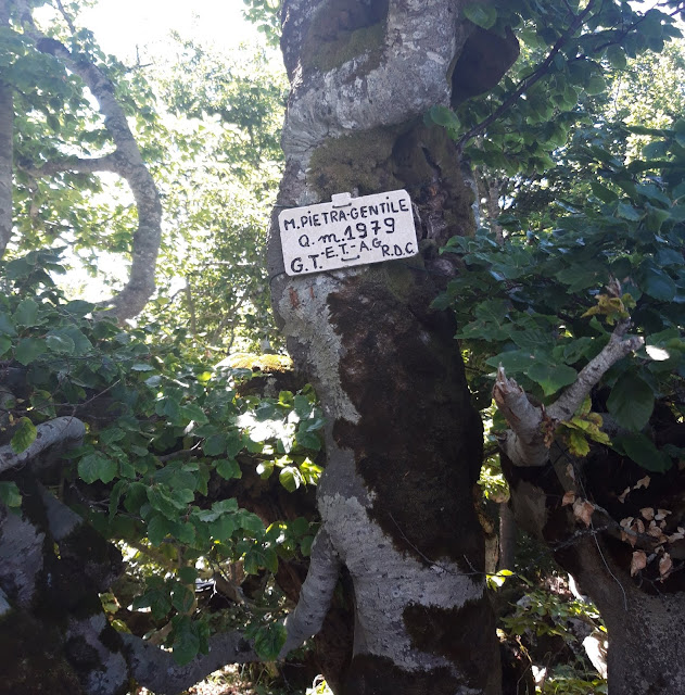 La cima boscosa del Monte Pietra Gentile