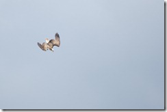 Osprey