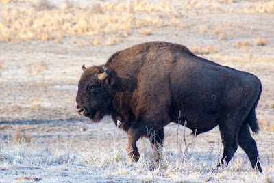 Zimbri Bucsani-Wisent/European Bison-Bison bonasus-Zimbraria Neagra Bucsani-Targoviste-Dambovita