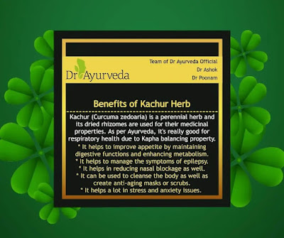 Benefits of Kachur Herb
