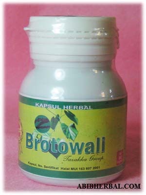 Aneka Obat Herbal Tradisional Alami Berkhasiat Brotowali 