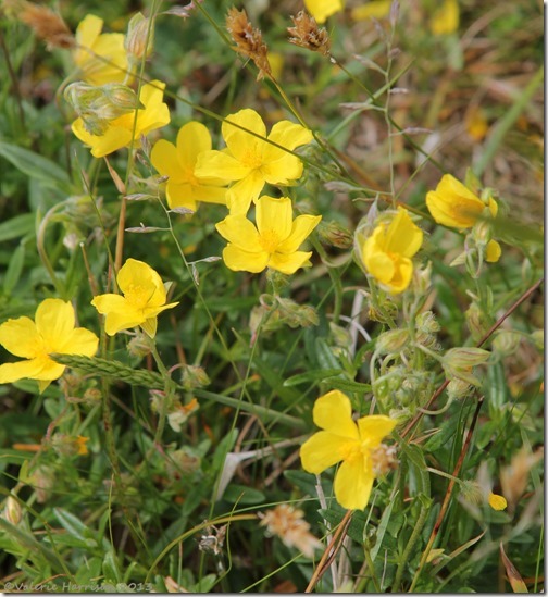 27-common-rock-rose