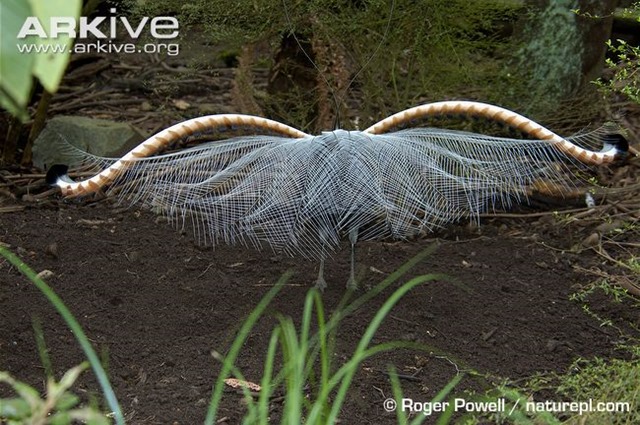 ARKive image GES068544 - Superb lyrebird