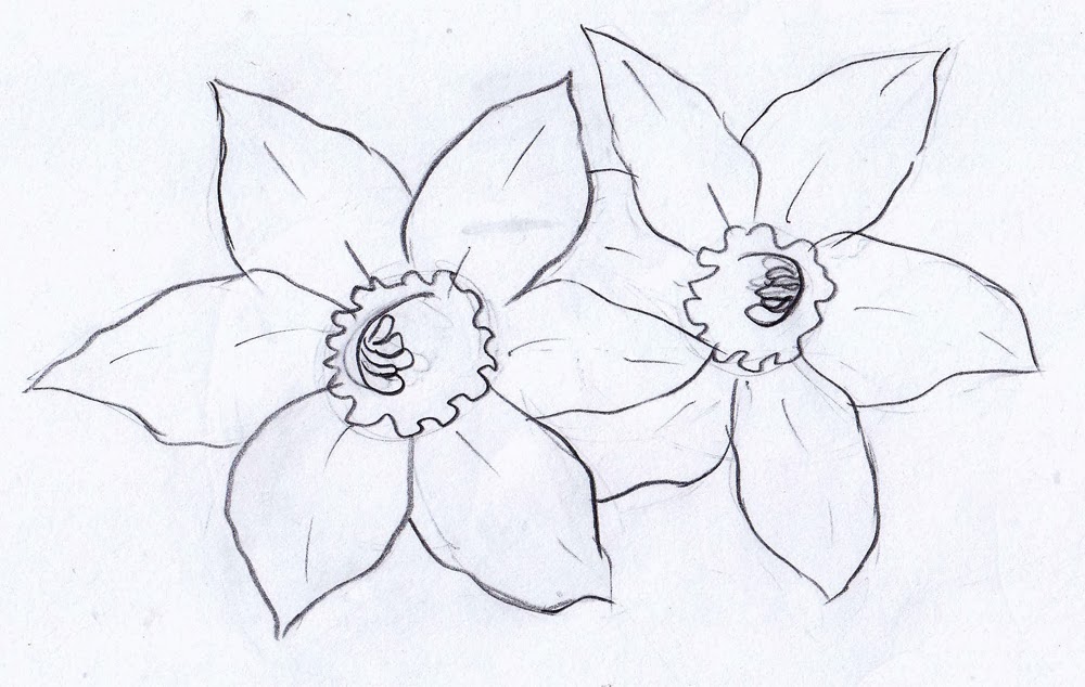 Narcissus Flower Drawing Form of the flower itself.