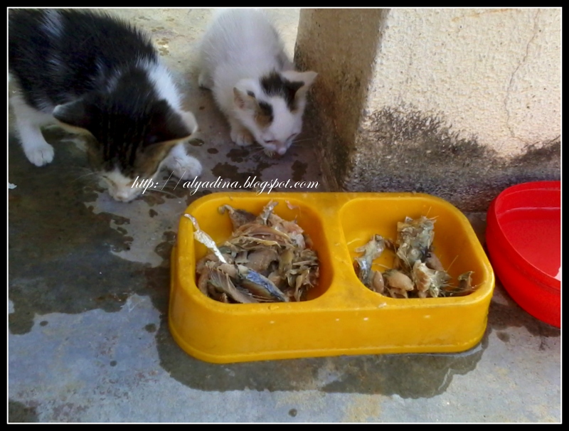 Makanan Kucing Dan Kisahnya ~ nOesuhaimi