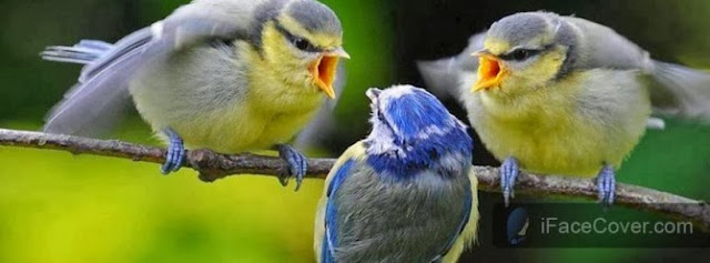 30+ Beautiful Cute Birds Facebook Cover Photos