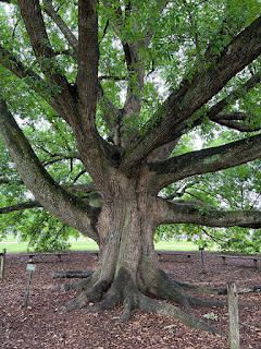 Live Oak Tree in Williamsburg, VA