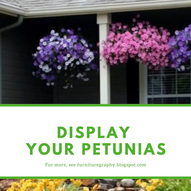 display your petunias