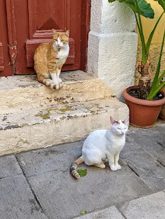 2 Cats looking for a handout of food in Nafplion Greece