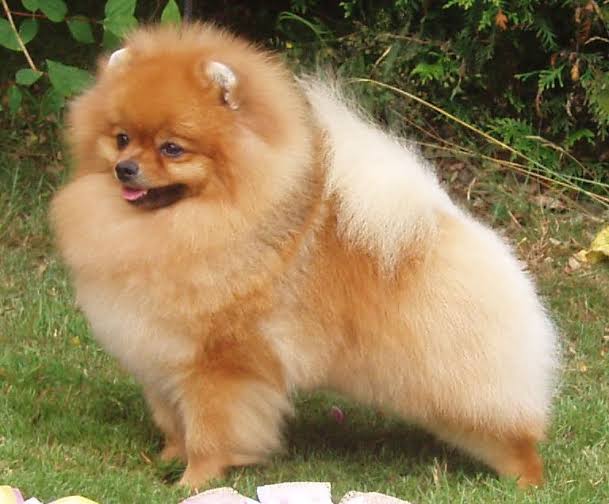 Pomeranian is one of the smallest animals in the world.