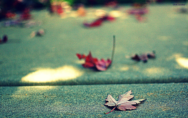 Leaves on pavement