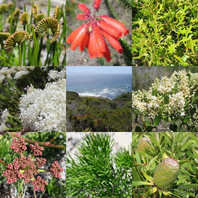 December flowers at Kanonkop in Cape Point