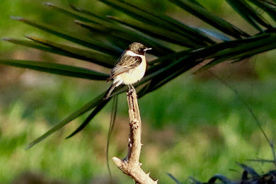 "Siberian Stonechat - Saxicola maurus,sitting on a stump with a date palm in the background."