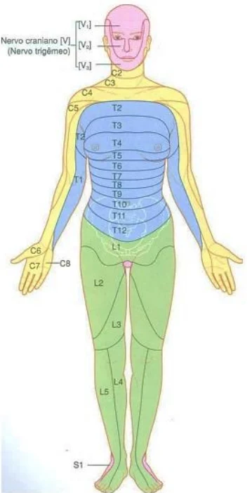 O corpo humano é constituído por alguns princípios fundamentais, dentre eles, o ilustrado na figura a seguir, o qual é responsável por interpretar fatos clínicos, devido aos nervos espinhais, que emergem da junção de duas vértebras, inervarem regiões específicas do corpo, podendo o clínico associar sinais e sintomas à emergência desses nervos.