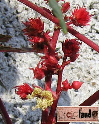 fiore Ricino Riciclando