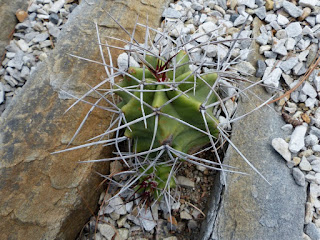 Echinocereus triglochidiatus 