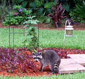 rocky the raccoon approves the patio stone pavers project 