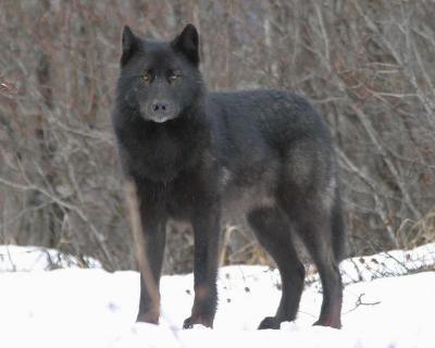 Young black wolf