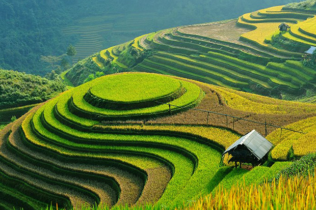 Sa Pa Terraces