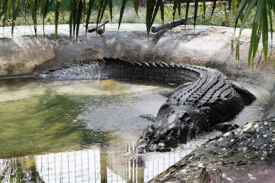 Biggest Crocodile