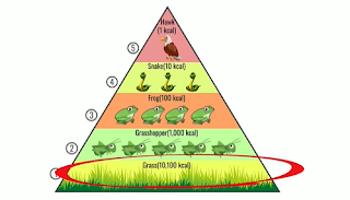 energy flow ecosystem