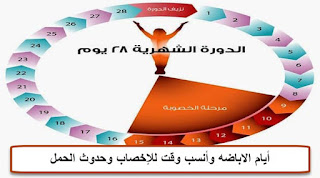 أيام الاباضه وأنسب وقت للإخصاب وحدوث الحمل