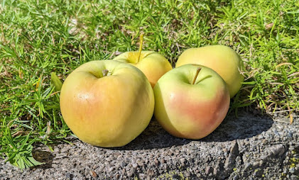 Four yellow-green apples with faint peach blushes