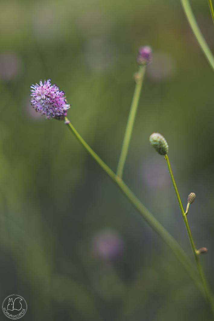 punaluppio Sanguisorba officinalis 'Pink Tanna'