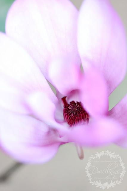Purple Lily Magnolia