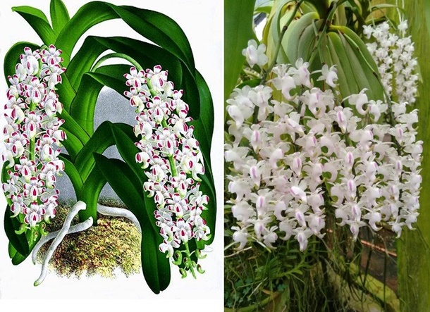 Aerides Odorata Orchidologi Kodok Curhat