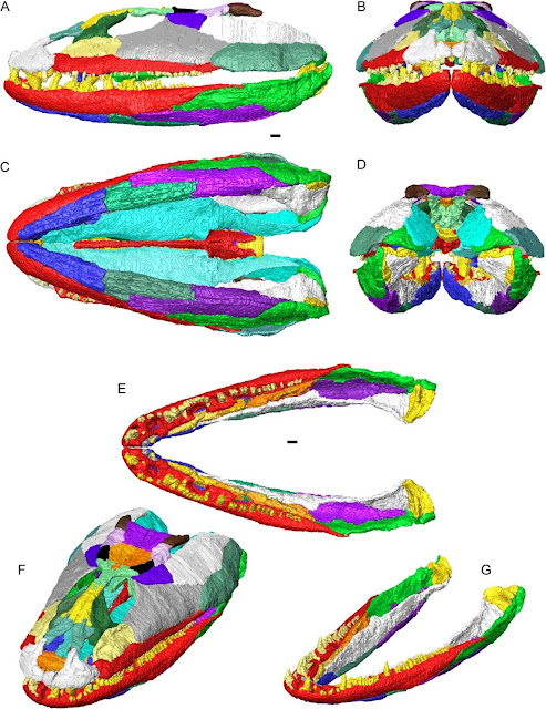 3D-реконструкция черепа и нижних челюстей Crassigyrinus scoticus в сочленении