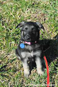 German Shepherd Puppy, from Serenity Now