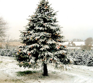  Christmas Tree covered in snow 