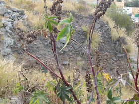 Ricino alle Canarie
